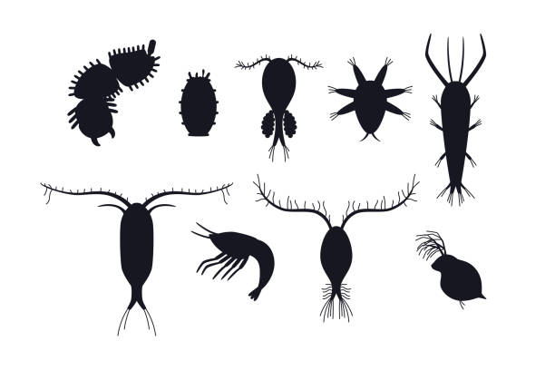 zooplankton schwarze silhouetten gesetzt, flache vektorillustration isoliert auf weißem hintergrund. - plankton stock-grafiken, -clipart, -cartoons und -symbole