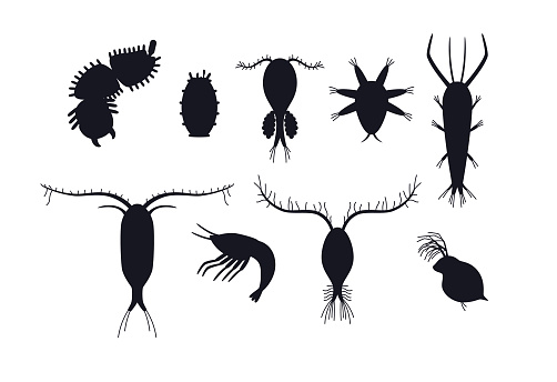 Zooplankton black silhouettes set, flat vector illustration isolated on white background. Collection of microscopic plankton, inhabitants of underwater life - ocean, sea and freshwater.