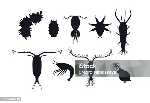 93 Zooplankton Illustrations & Clip Art - iStock | Phytoplankton, Krill,  Food web