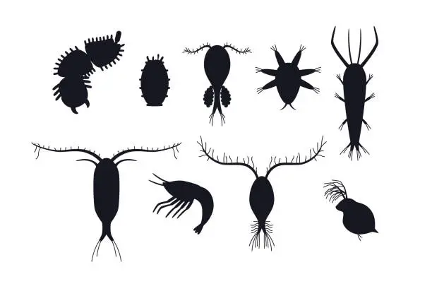 Vector illustration of Zooplankton black silhouettes set, flat vector illustration isolated on white background.