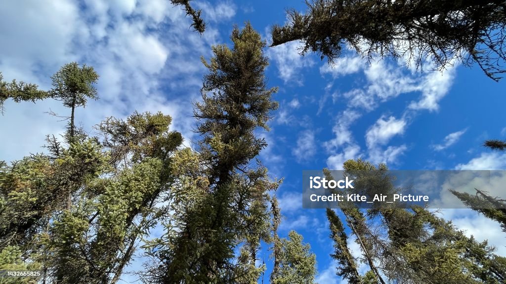 Trees and sky - North Manitoba - Canada Autumn Stock Photo