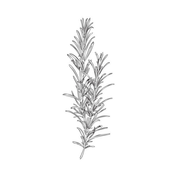 新鮮なローズマリーハーブの手描きの彫刻ベクターイラストを白に。 - rosemary herb freshness twig点のイラスト素材／クリップアート素材／マンガ素材／アイコン素材