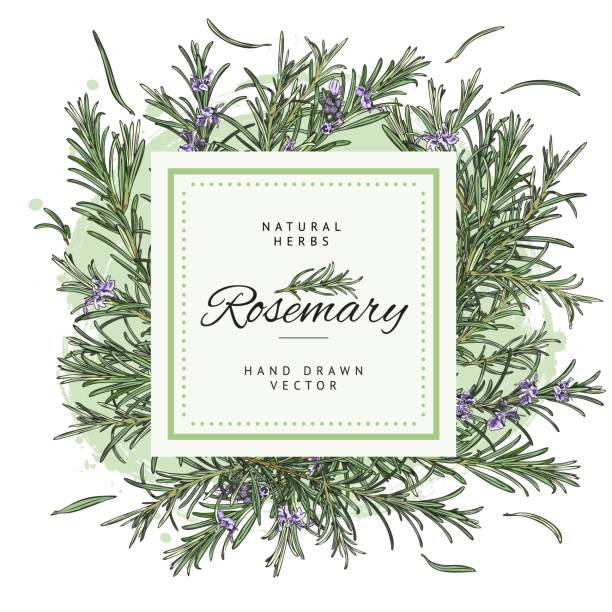 手カラフルなローズマリー植物スケッチスタイルで装飾的なフレームデザイン - rosemary herb freshness twig点のイラスト素材／クリップアート素材／マンガ素材／アイコン素材