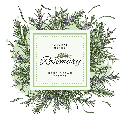 Decorative frame design with hand colorful drawn rosemary plants sketch style, vector illustration isolated on white background. Natural herbs, purple flowers, fresh organic plants