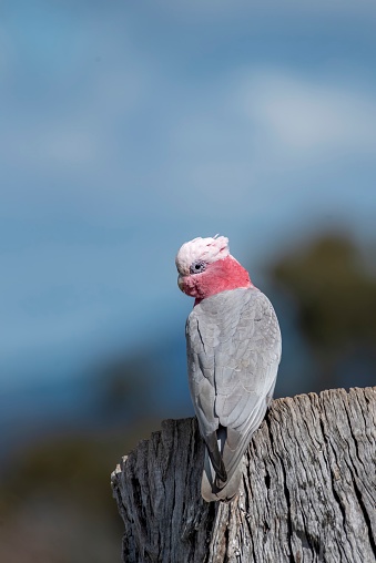 Australian galah perched on a stump