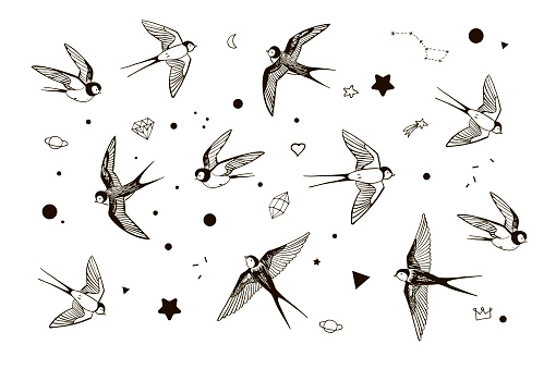 swallow bird vector illustrations set.