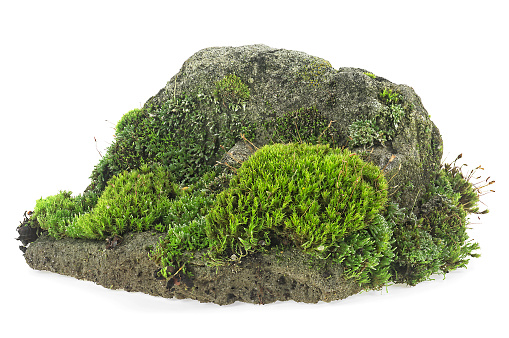 Green moss on stone isolated on a white background. Mossy hill on rock.