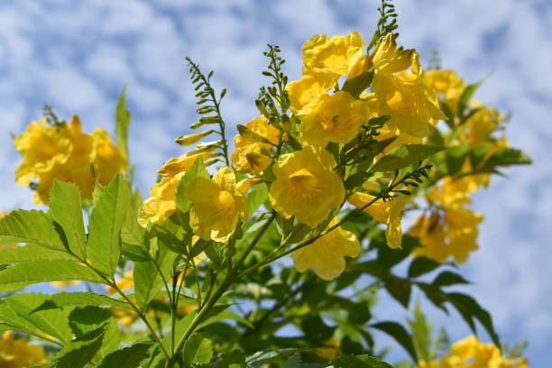 istock Beautiful Yellow Petunia flowers 1432670561