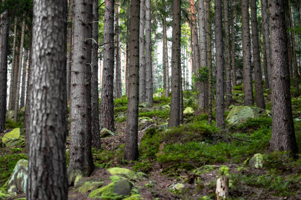 istock Dark dense forest with stones overgrown with moss 1432671616