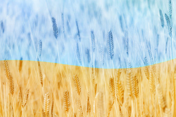 istock Flag of Ukraine from wheat field 1432671892