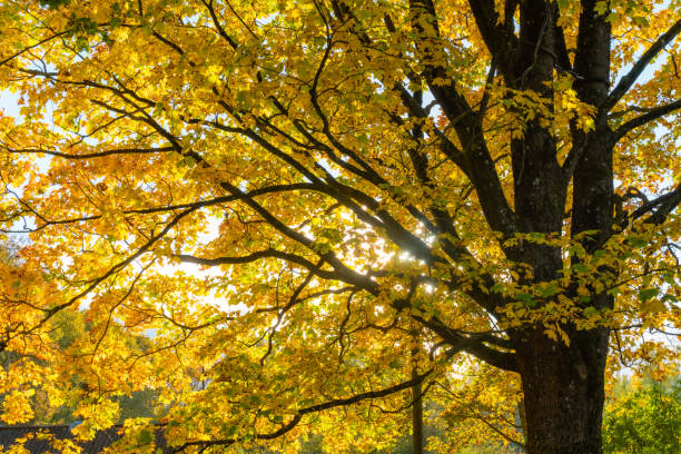 осеннее дерево из оранжевых листьев фон - autumn light leafes color image стоковые фото и изображения