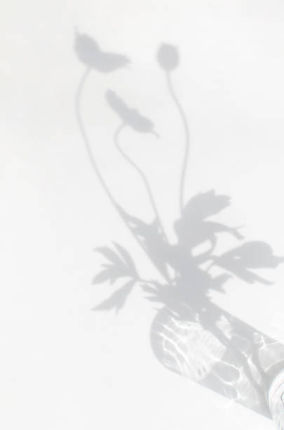 istock The shadow of a plant on a light background 1432672035