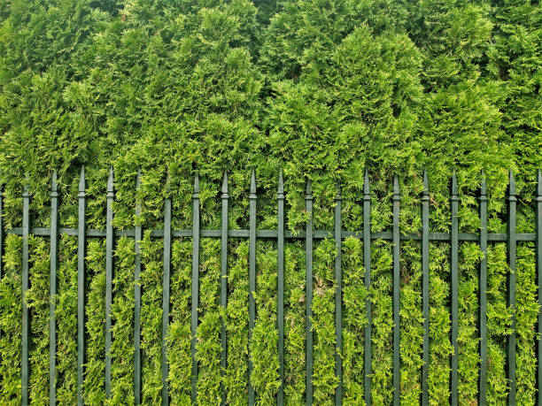 istock Texture of grass or green hedge juniper 1432673377