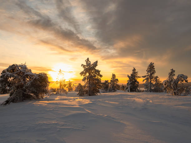 istock Soft focus. Amazing dawn landscape with a winter polar forest and bright sunlight. Sunrise, sunset in a beautiful snow-covered forest. Wonderful harsh nature of the north in the winter dawn. 1432676828