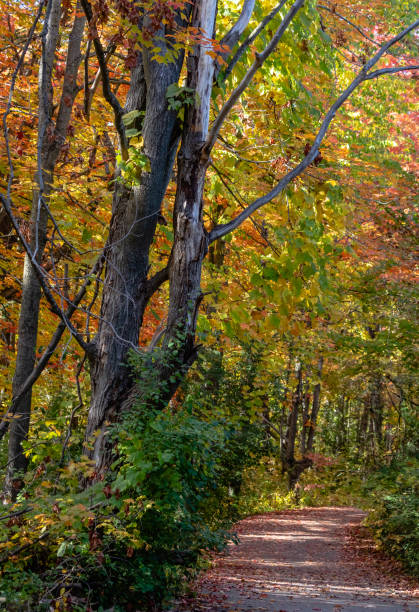 istock Autumn footpath through the woods 1432677298