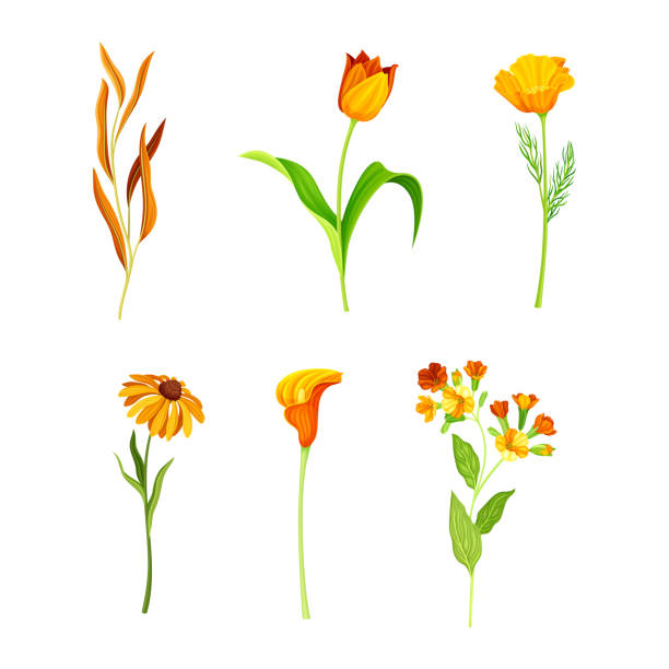 piękne pomarańczowe kwiaty z makiem kalifornijskim i kwiatem tulipanu na zestawie wektorów łodygi - wildflower set poppy daisy stock illustrations