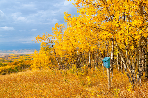 Blue bird box surrounded by autumn birch trees against blue sky landscape in the prairies of Southern Alberta near Calgary, Canada. Nature season background.