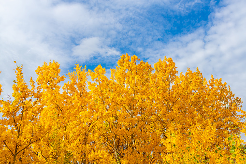 Autumn birch trees against blue sky landscape in the prairies of Southern Alberta near Calgary, Canada. Nature season background.