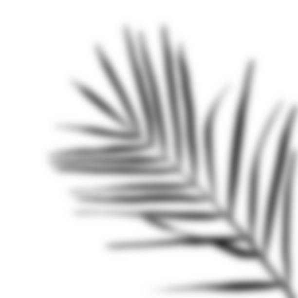 istock realistic shadow from a palm tree. black shadow from the leaves of the plant 1432681173