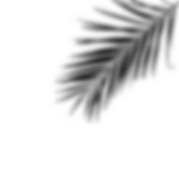 istock realistic shadow from a palm tree. black shadow from the leaves of the plant 1432681205