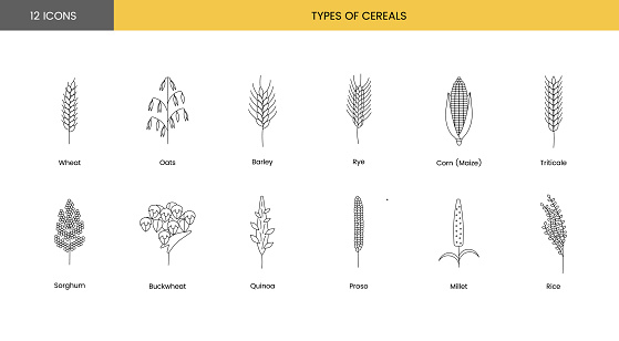The set of icons of grain plants includes wheat, oats and barley, rye and corn, triticale and sorghum, buckwheat and quinoa, prosho or millet, rice. Vector line illustration