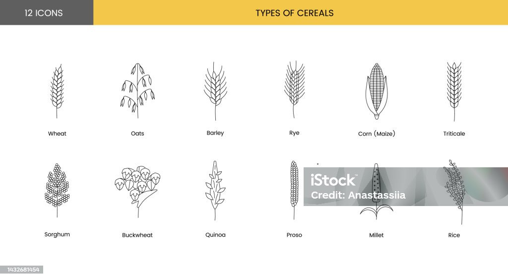 The set of icons of grain plants includes wheat, oats and barley, rye and corn, triticale and sorghum, buckwheat and quinoa, prosho or millet, rice. Vector line illustration. The set of icons of grain plants includes wheat, oats and barley, rye and corn, triticale and sorghum, buckwheat and quinoa, prosho or millet, rice. Vector line illustration Oats - Food stock vector The set of icons of grain plants includes wheat, oats and barley, rye and corn, triticale and sorghum, buckwheat and quinoa, prosho or millet, rice. Vector line illustration. The set of icons of grain plants includes wheat, oats and barley, rye and corn, triticale and sorghum, buckwheat and quinoa, prosho or millet, rice. Vector line illustration Oats - Food stock vector