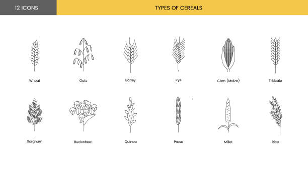 The set of icons of grain plants includes wheat, oats and barley, rye and corn, triticale and sorghum, buckwheat and quinoa, prosho or millet, rice. Vector line illustration. The set of icons of grain plants includes wheat, oats and barley, rye and corn, triticale and sorghum, buckwheat and quinoa, prosho or millet, rice. Vector line illustration oat crop stock illustrations