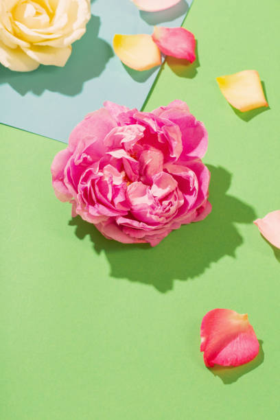 istock rose flowers on colorful paper background 1432682783
