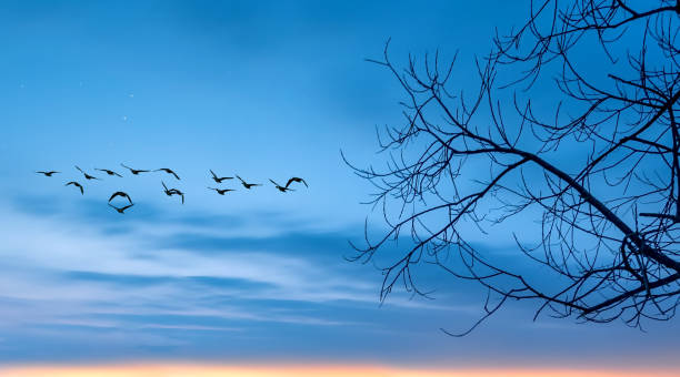 istock Beautiful and calm warm autumn or spring evening peaceful rural landscape 1432683084