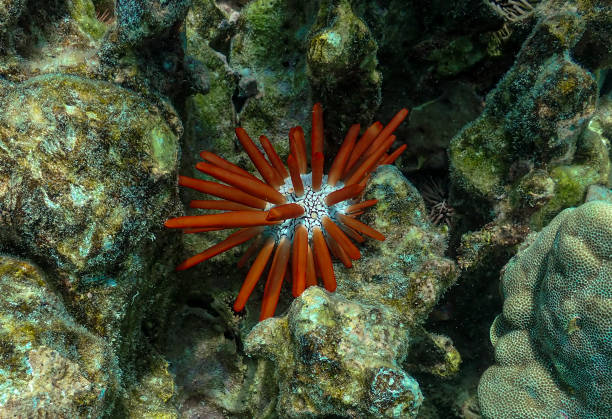 Red pencil urchin on the coral reef