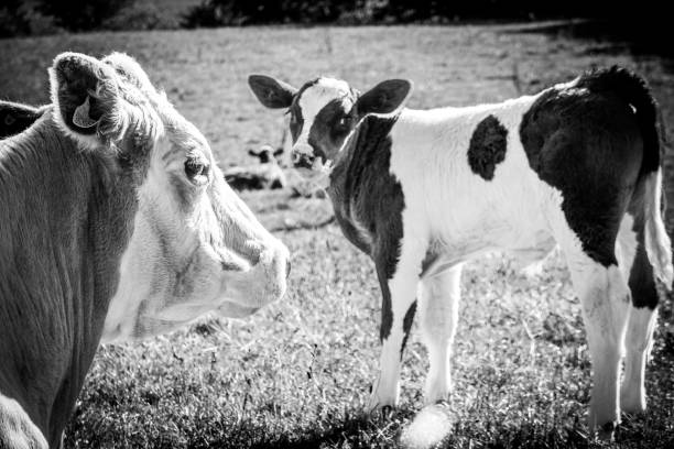 on a green meadow mother cows with calves are lying in the sun