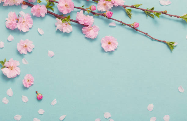 ramas de almendros en flor sobre fondo verde - cherry blossom spring day sakura fotografías e imágenes de stock