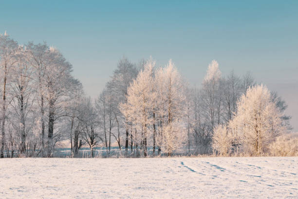 istock beautiful sunny  winter landscape with hoarfrost 1432685547