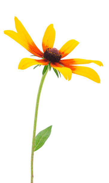 istock Yellow flower Rudbeckia, (mini sunflower). 1432685646