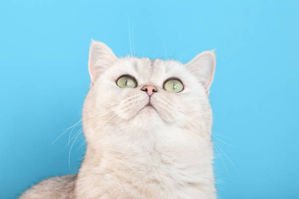 istock Close up of cute white cat on a blue background, 1432686519