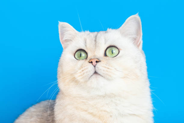 istock Close up of adorable white cat on a blue background, 1432686520