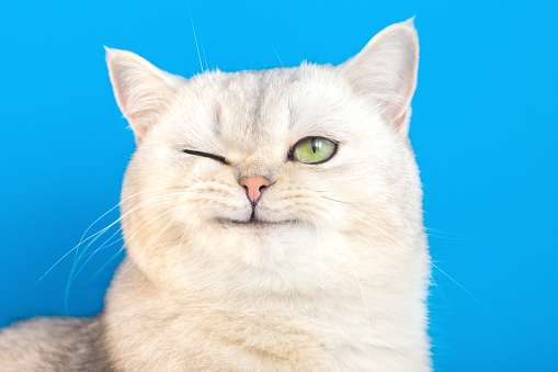 Funny portrait of a funny white fluffy purebred winking cat on a blue background.Copy space