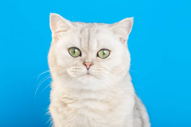 istock Close up of adorable white british cat on a blue background, 1432686536