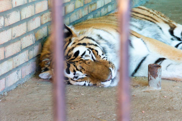 istock Tiger sleeping in a cage close-up. Wild cat in captivity. 1432687001