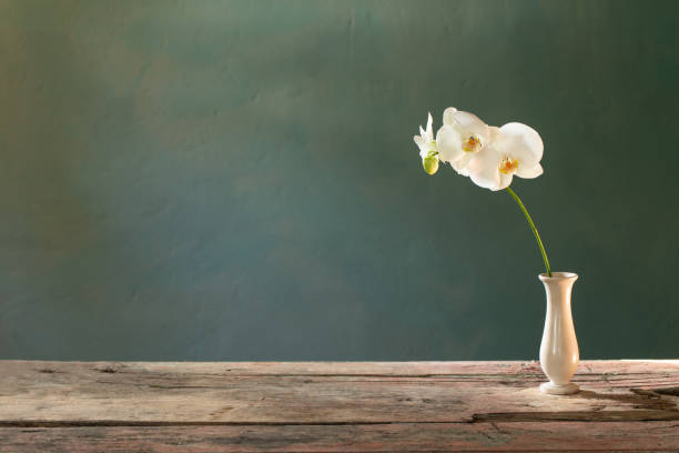 istock orchid flowers in vase on blue background 1432689041