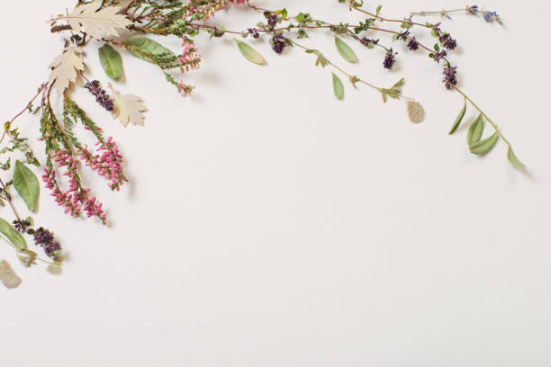 istock dried flowers on white background 1432689124