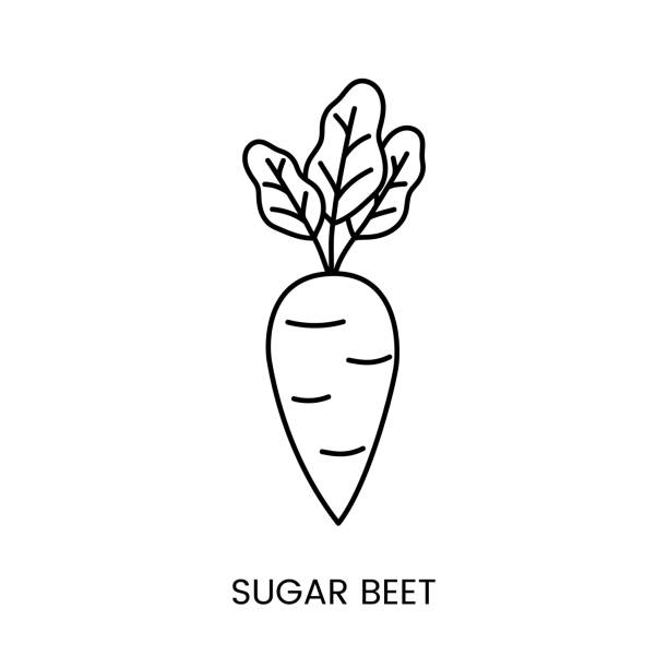 ilustraciones, imágenes clip art, dibujos animados e iconos de stock de línea de icono de remolacha azucarera en vector, ilustración del producto a partir del cual se elabora el azúcar. - beet common beet isolated red