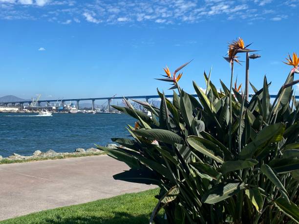 coronado bridge uccelli del paradiso - san diego california bridge coronado beach outdoors foto e immagini stock