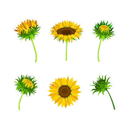 Sunflower or Helianthus as Annual Flowering Plant with Round Flower Head Vector Set. Food Crop with Bright Yellow Ray Florets and Maroon Disc Florets