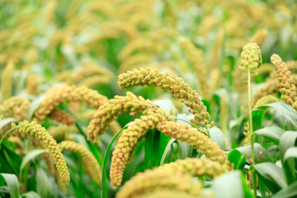 istock Millet, millet in a wooden container 1432690939