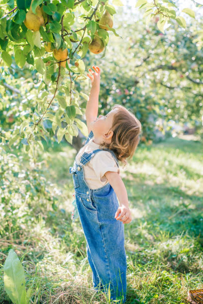 Little child picking pears in an orchard. Baby helps to pick pears from a tree in the garden. Sustainable living with a child in nature stock photo