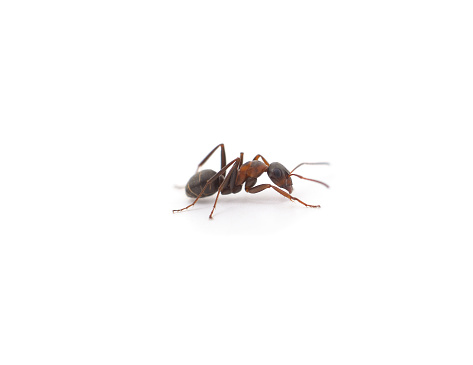 One little ant isolated on a white background.