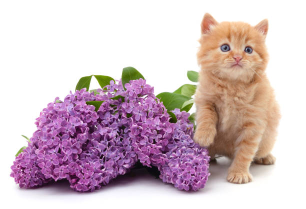istock Kitten and purple lilac. 1432692235