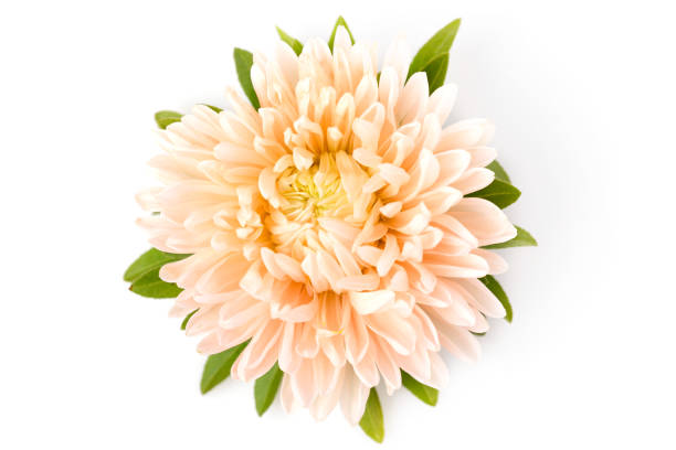 istock Aster flower coral color closeup isolated on white background. 1432694555