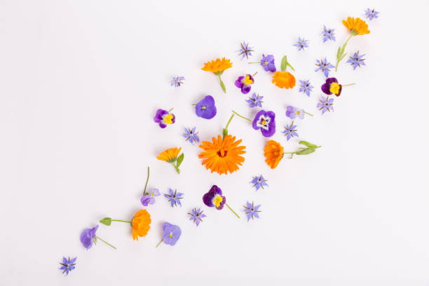 istock Frame from marigold, viola, borage flower on white background. Top view. Flat lay pattern, edible flower 1432694601